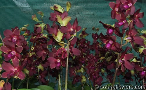 Dendrobium Brown